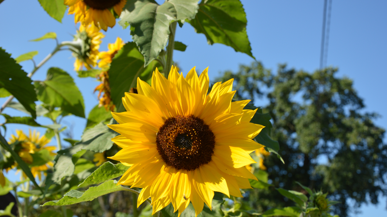 Sielskie Swołowo, słoneczniki