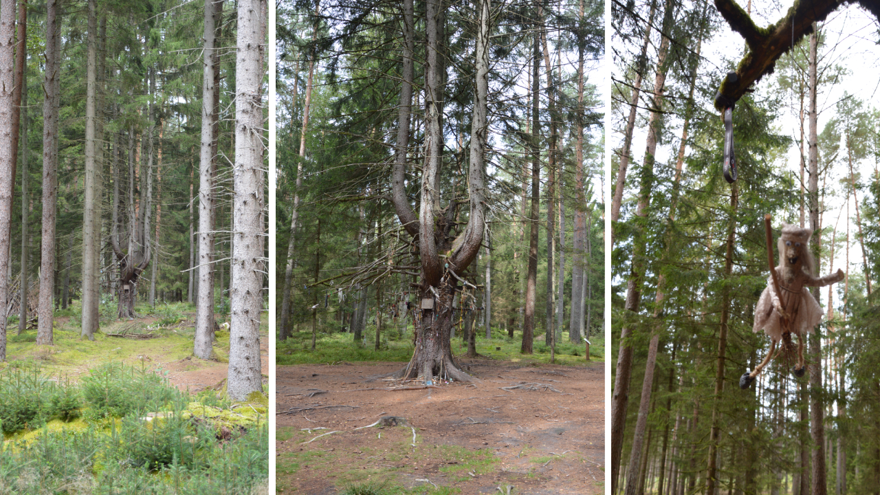 Kamienne kręgi Grzybnica, Drzewo Czarownic