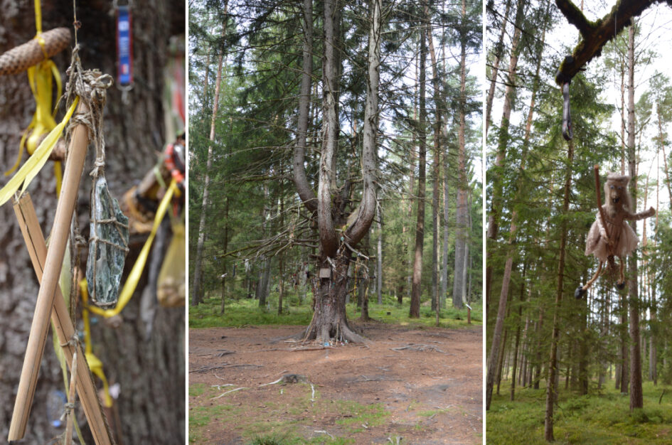 Drzewo Czarownic w Grzybnicy – magiczny strażnik lasu