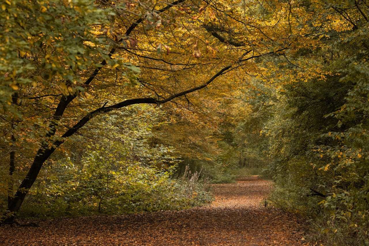 Dzień Spadającego Liścia – kartka z kalendarza 2 Dzień Spadającego Liścia – kartka z kalendarza