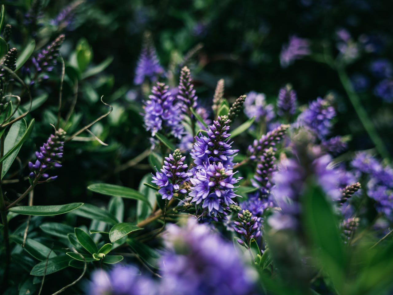 Jesienne kwiaty, hebe