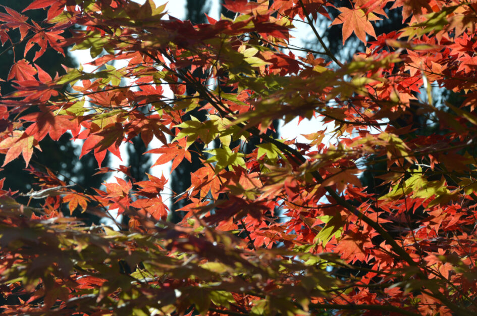 Jesienny Ogród Dendrologiczny w Glinnej