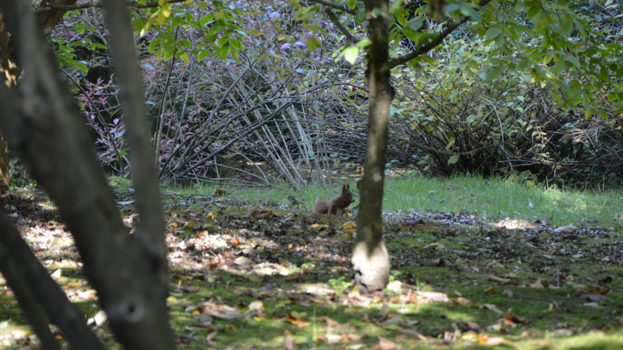 Jesienny Ogród Dendrologiczny w Glinnej, wiewiórka