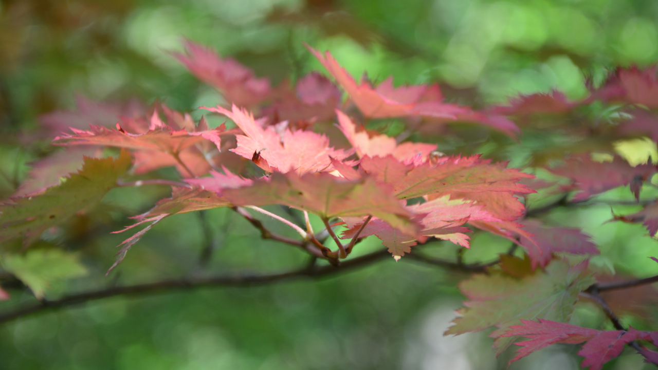 Arboretum w Glinnej jesienią