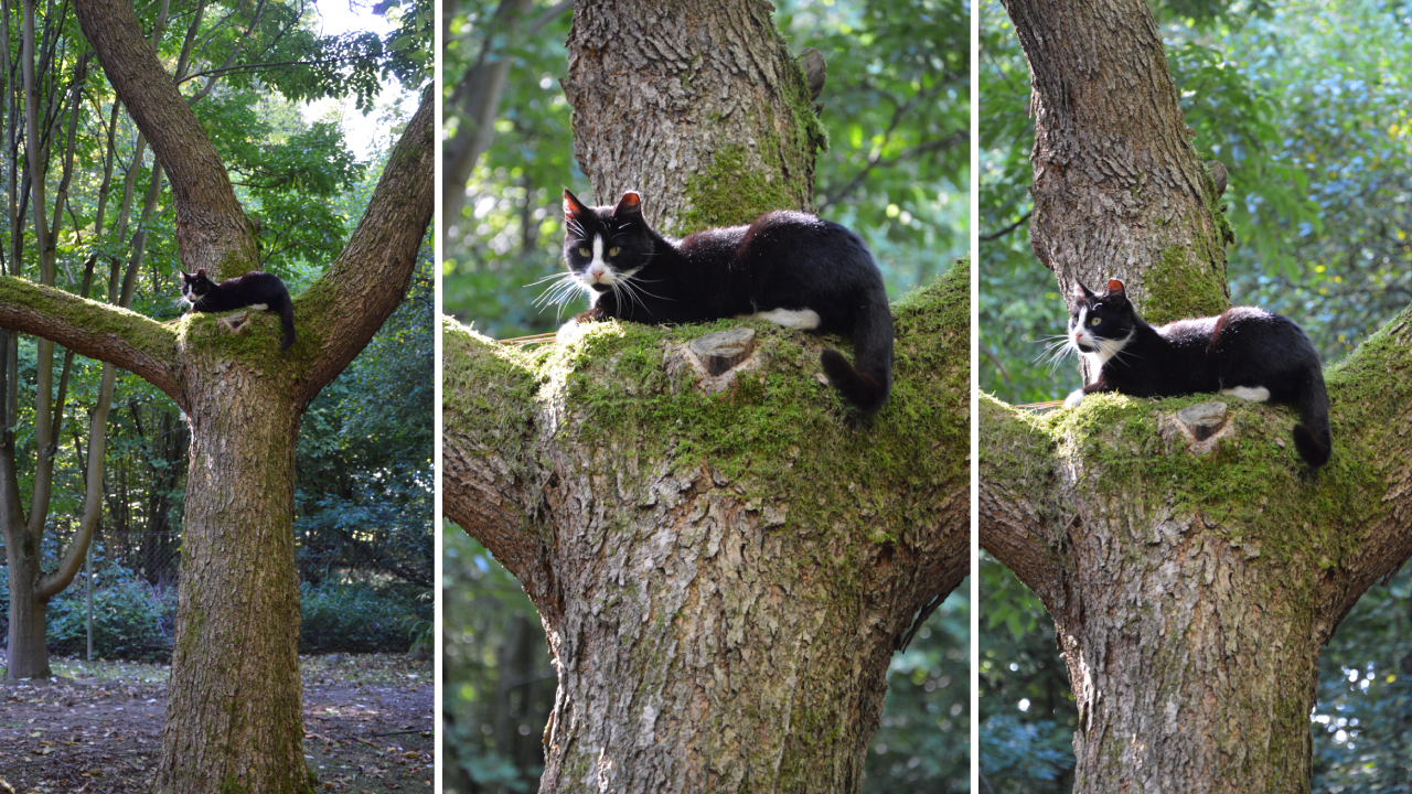Jesienny Ogród Dendrologiczny w Glinnej, kot