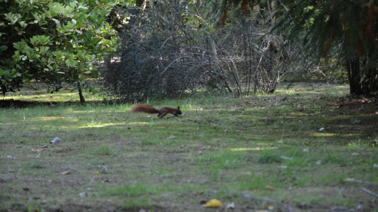 Jesienny Ogród Dendrologiczny w Glinnej, wiewiórka