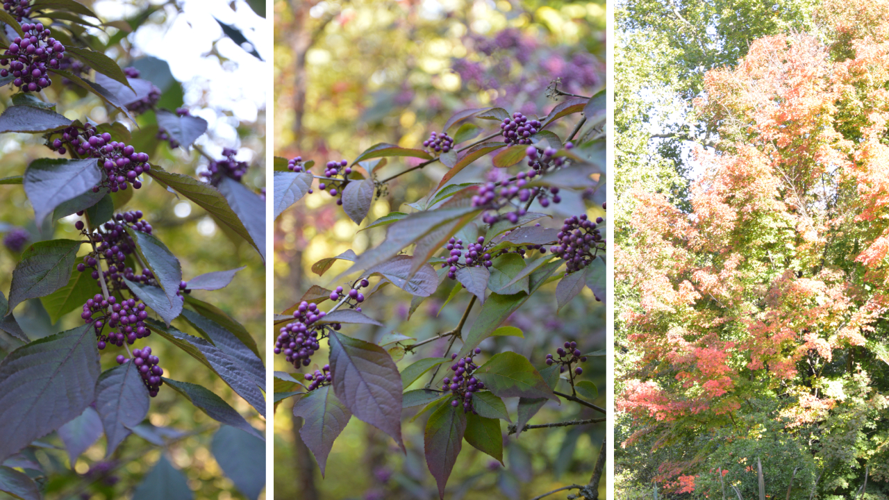 Ogród Dendrologiczny w Glinnej jesienią