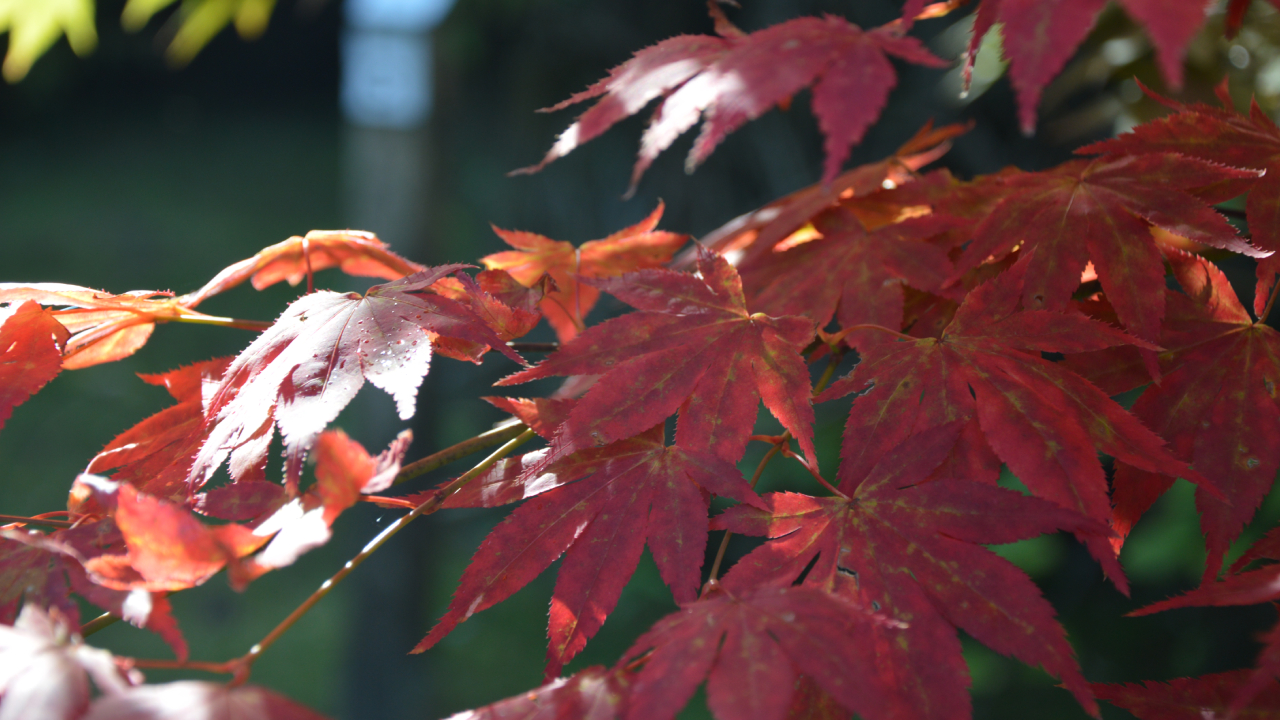 Ogród Dendrologiczny w Glinnej jesienią 
