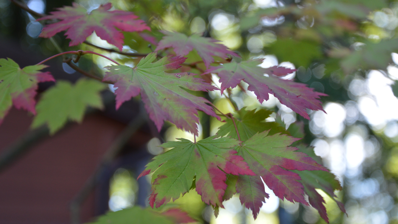 Arboretum w Glinnej jesienią