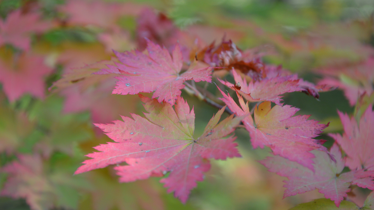 Jesienny Ogród Dendrologiczny w Glinnej