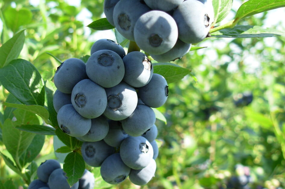 Dlaczego borówki amerykańskie są wyjątkowe dla zdrowia?