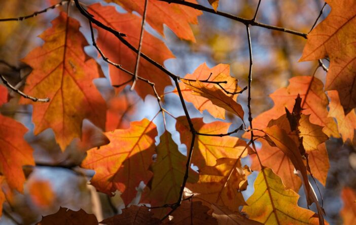 Jesienny czas refleksji