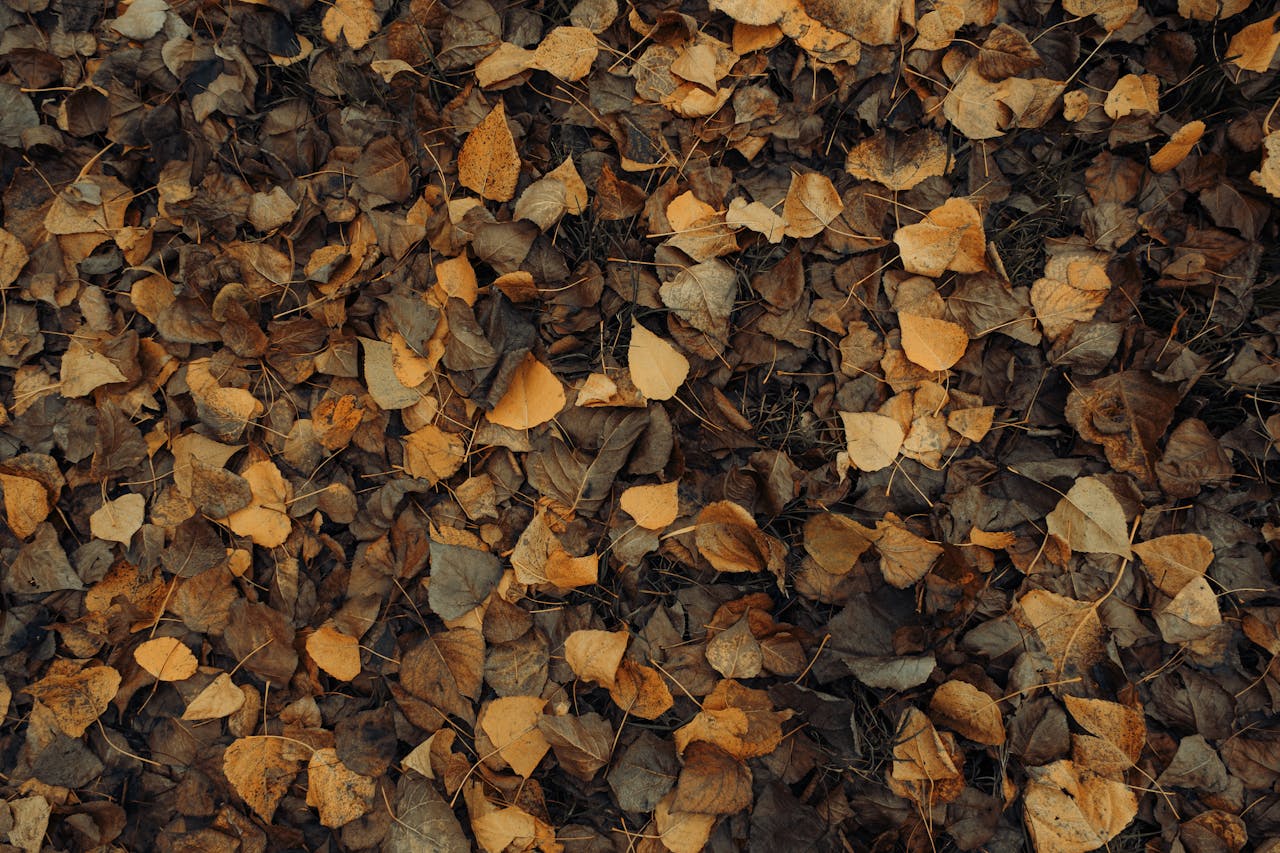 Jesienny czas refleksji