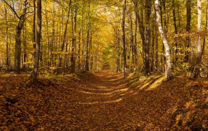 Piękne cytaty o lesie, które przypomną Ci o mocy natury