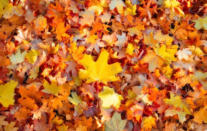 Dźwięki jesieni, czyli melodia spadających liści