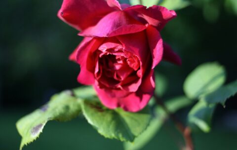 Przewodnik po przygotowaniu i podawaniu konfitury z płatków róży 3 Przewodnik po przygotowaniu i podawaniu konfitury z płatków róży