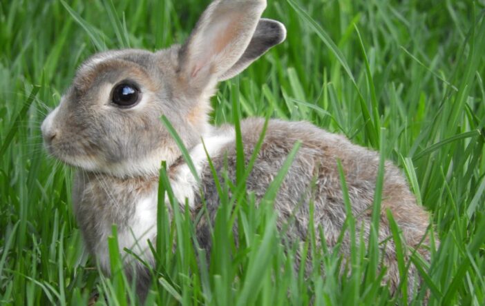 Piotruś Królik uratował marzenia Beatrix Potter