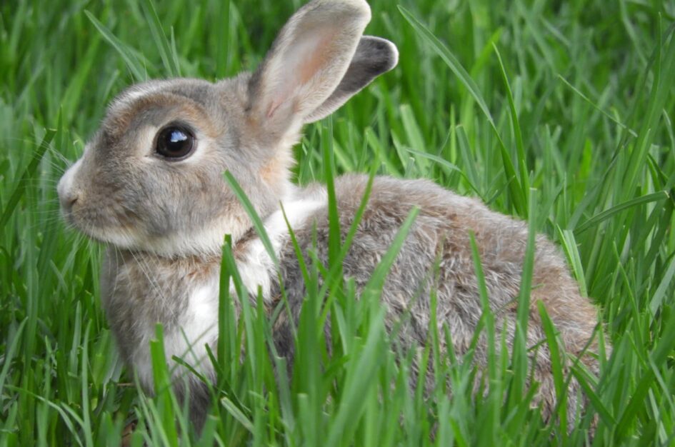 Piotruś Królik uratował marzenia Beatrix Potter