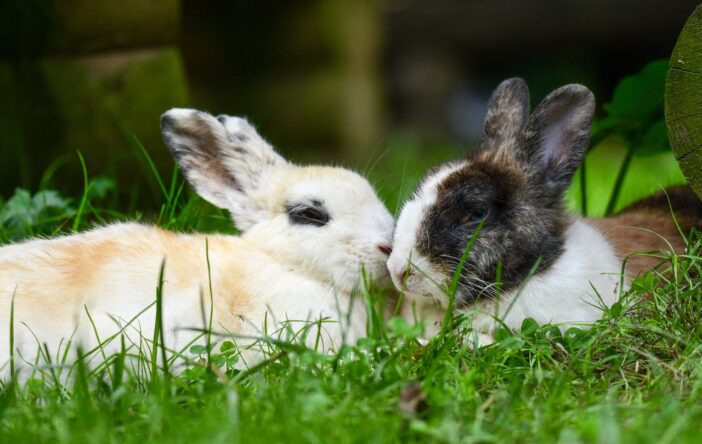 Wizyta z dziećmi w mini zoo – dlaczego warto pokazywać najmłodszym świat zwierząt