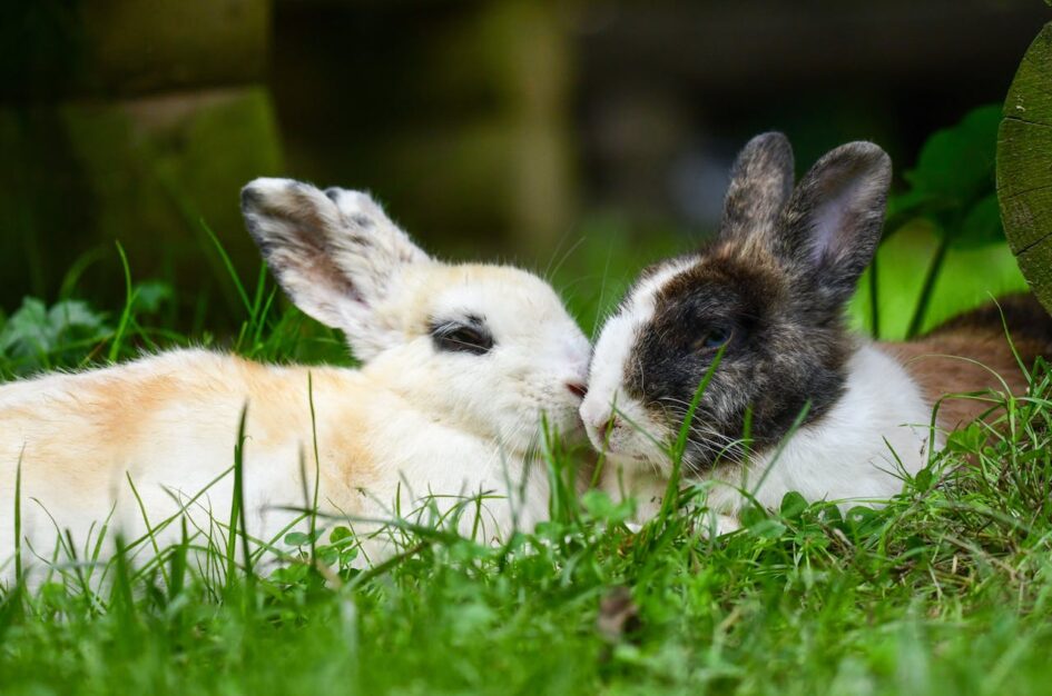 Wizyta z dziećmi w mini zoo – dlaczego warto pokazywać najmłodszym świat zwierząt