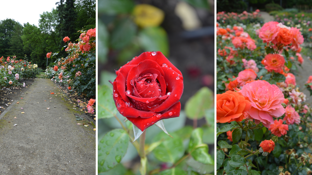 Ogród Różany w Szczecinie 